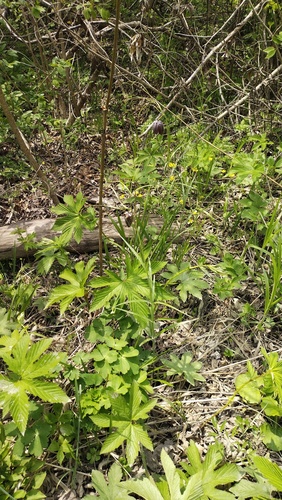 Fritillaria usuriensis, photograph 6