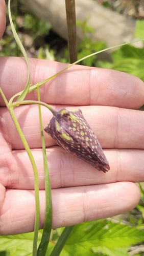 Fritillaria usuriensis, photograph 5
