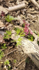 Corydalis buschii, photograph Andrew Bazdyrev, CC BY, iNaturalist via GBIF