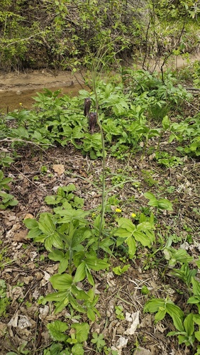 Fritillaria usuriensis, photograph 4