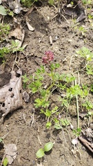 Corydalis buschii, photograph Andrew Bazdyrev, CC BY, iNaturalist via GBIF