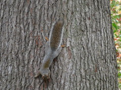Sciurus carolinensis