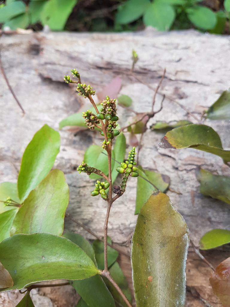 Oryctanthus alveolatus