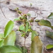 Oryctanthus alveolatus - Photo (c) Rodrigo Fadini, alguns direitos reservados (CC BY-NC), uploaded by Rodrigo Fadini