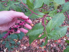 Phytolacca americana