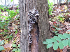 Fungi