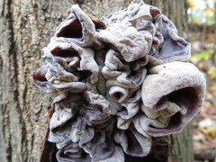 Fungi