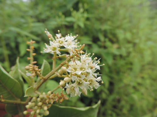 Combretum leprosum Mart.