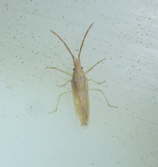 Mecidea pallidissima