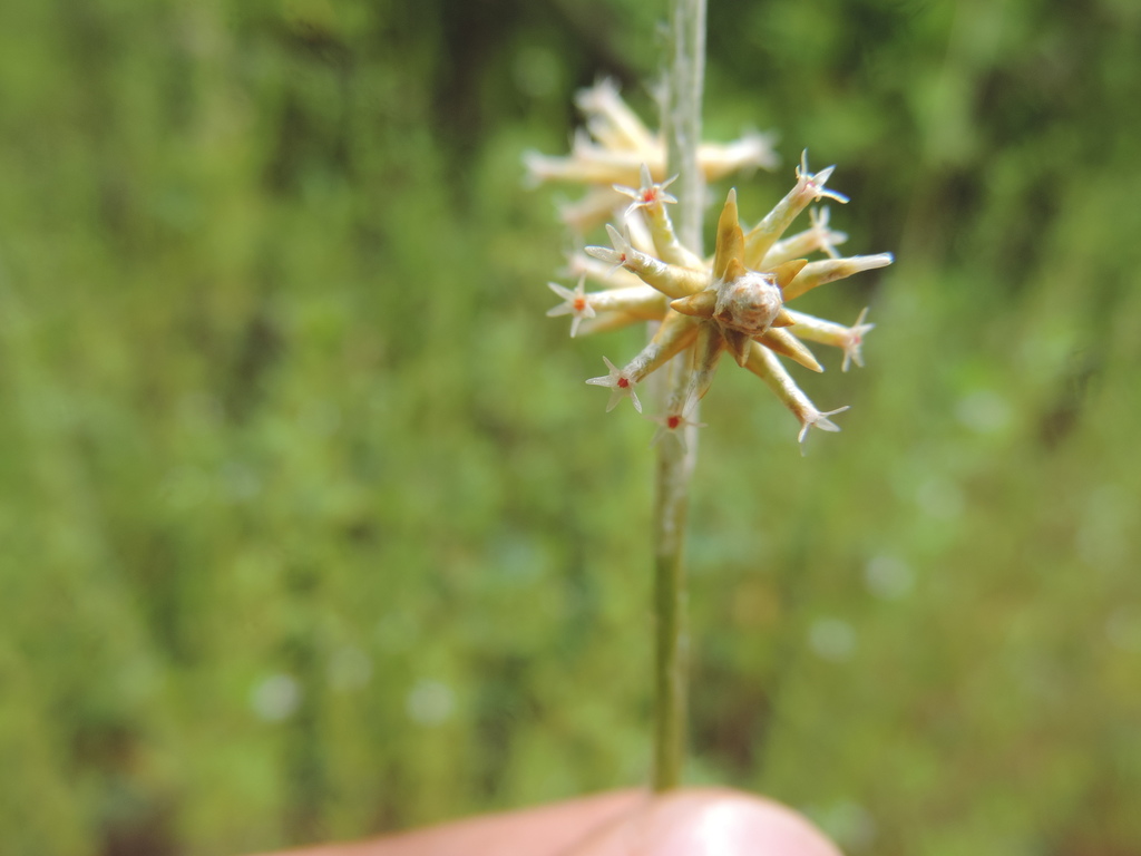 Froelichia humboldtiana