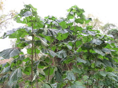 Paulownia tomentosa