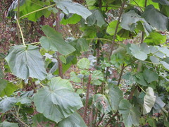 Paulownia tomentosa
