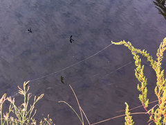 Atrocalopteryx atrata