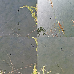 Atrocalopteryx atrata