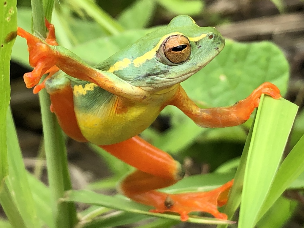 Yellow-Striped Reed Frog