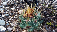 Thelocactus bicolor bicolor