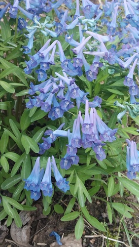 Corydalis turtschaninovii, photograph 6