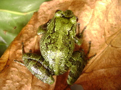 Serranobatrachus carmelitae