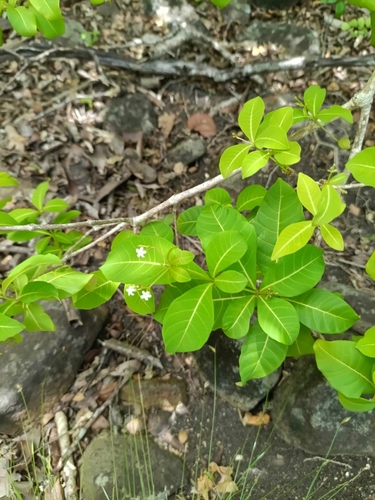 milkbush (Rauvolfia viridis)