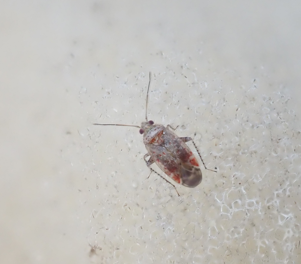 Psallus salicis
