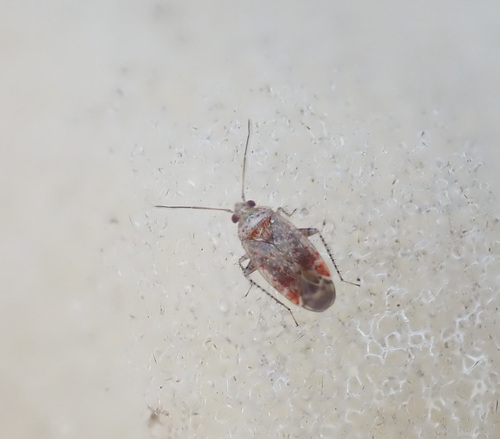 Psallus salicis