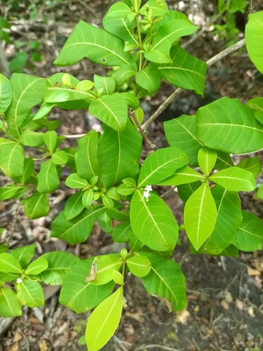 Rauvolfia viridis, photograph 4