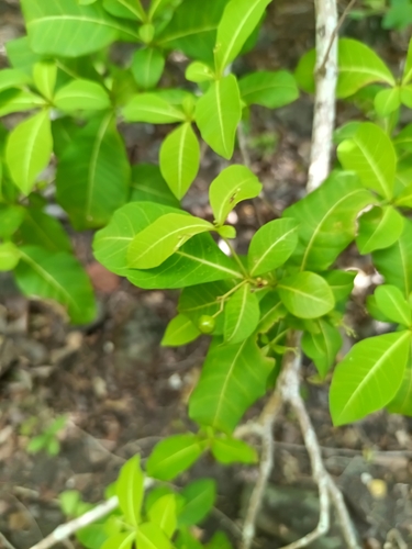 Rauvolfia viridis, photograph 5