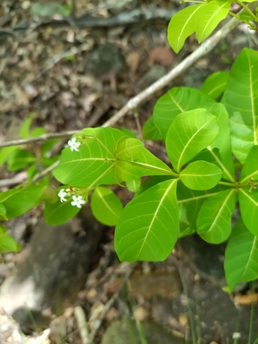 Rauvolfia viridis, photograph 6
