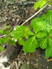 Rauvolfia viridis, photograph (c) Guillaume Delaitre, some rights reserved (CC BY)