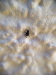 Polyodaspis ruficornis