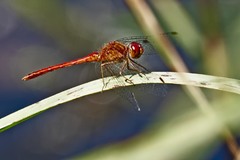 Sympetrum vicinum