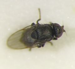 Polyodaspis ruficornis