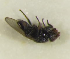 Polyodaspis ruficornis