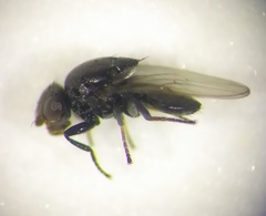 Polyodaspis ruficornis