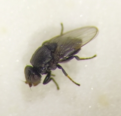 Polyodaspis ruficornis