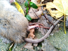 Rattus norvegicus