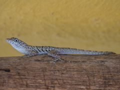 Anolis bonairensis
