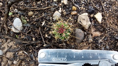 Thelocactus bicolor bicolor