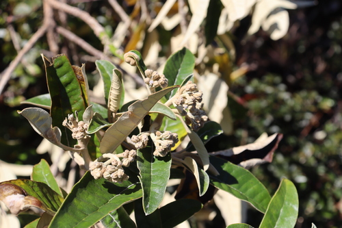Gynoxys laurifolia