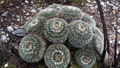 Mammillaria chionocephala