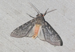 Pseudohemihyalea labecula