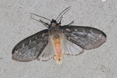 Pseudohemihyalea labecula