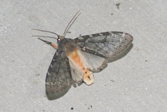 Pseudohemihyalea labecula