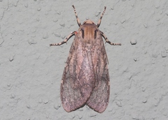Pseudohemihyalea labecula