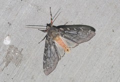 Pseudohemihyalea labecula