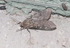 Pseudohemihyalea labecula