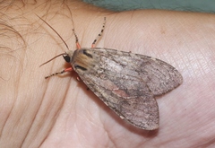 Pseudohemihyalea labecula