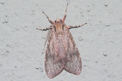 Pseudohemihyalea labecula