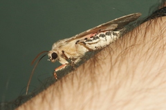 Pseudohemihyalea labecula