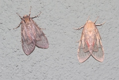 Pseudohemihyalea labecula